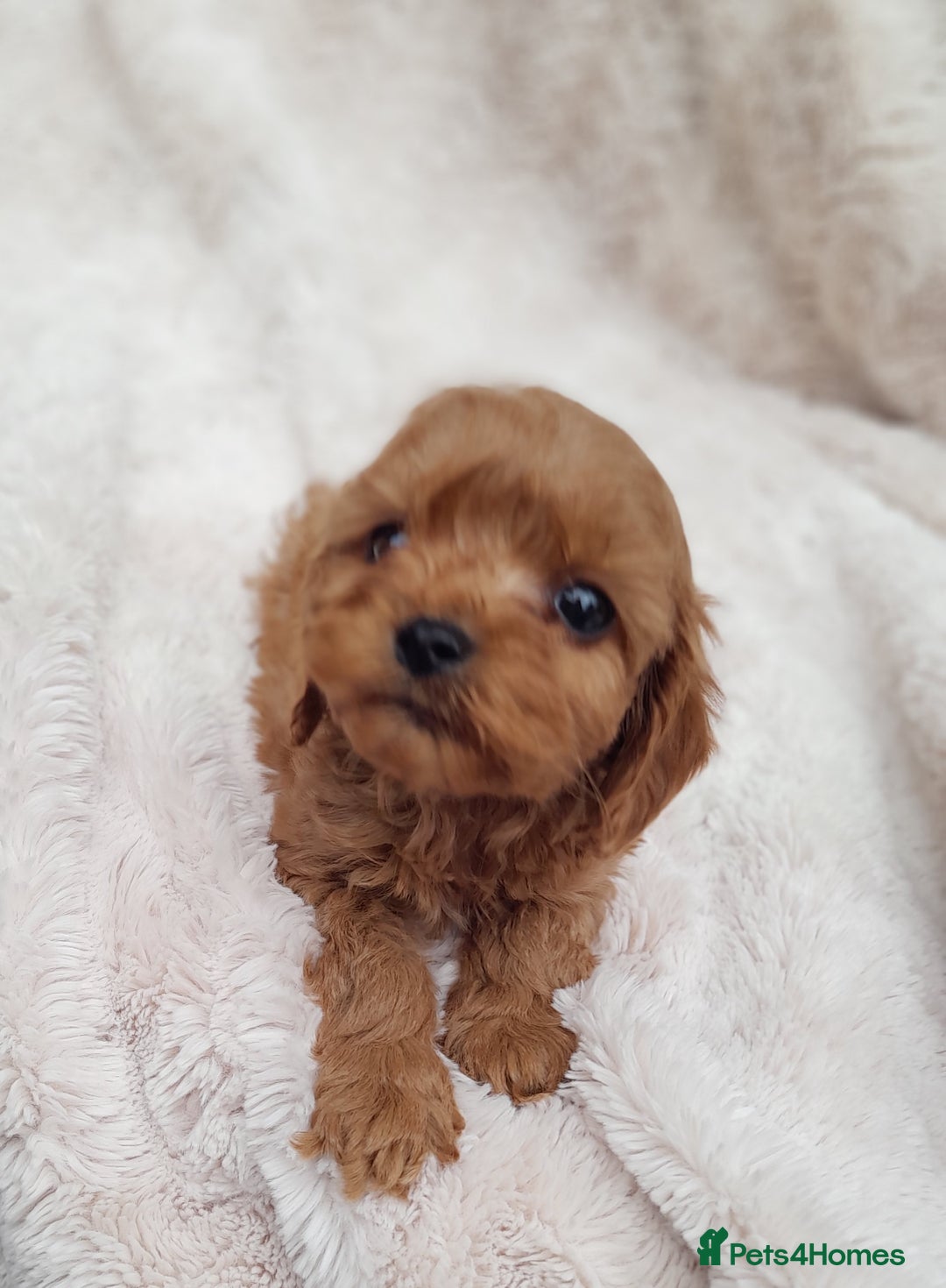 Cavapoo dogs for sale: Beautiful F1 Cavapoo Pups  - Image 4