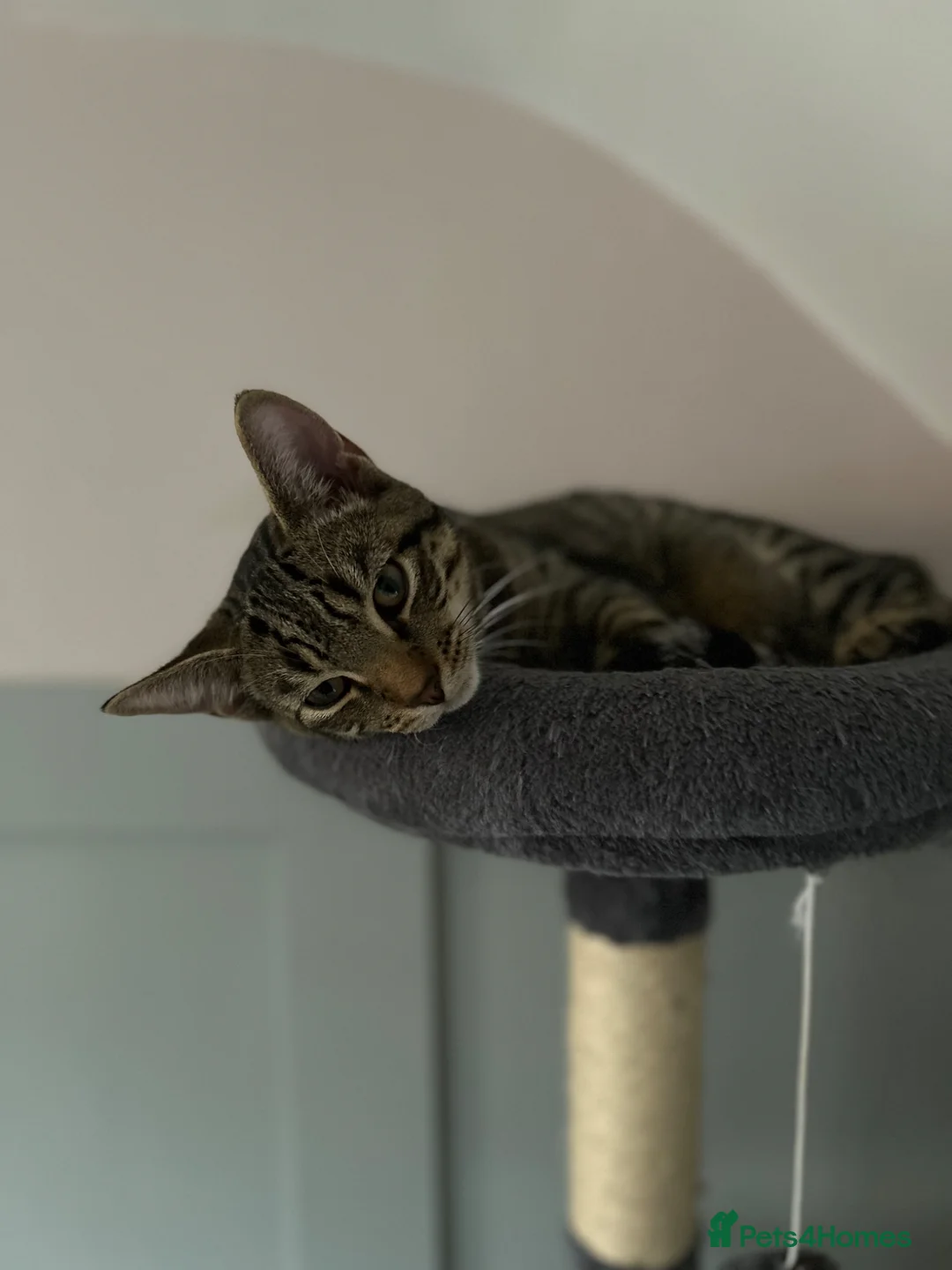 Mixed Breed cats for sale: 1 year old cat  - Advert 2