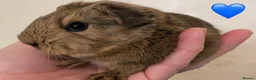 Guinea Pig rodents for sale: Gorgeous baby Guinea pigs - Advert 4