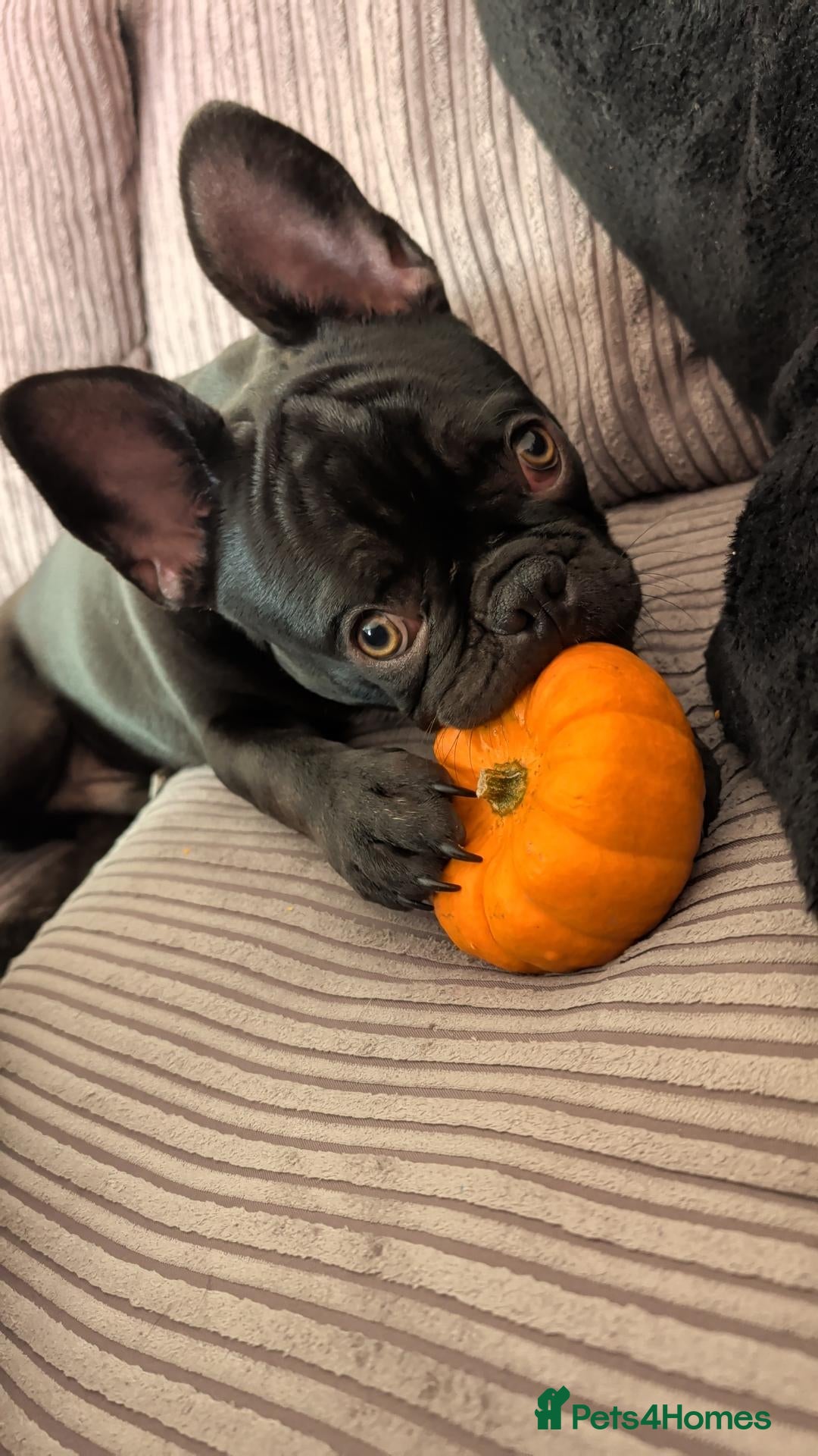 French Bulldog dogs for sale: Rehoming 6 months old Frenchie - Advert 13