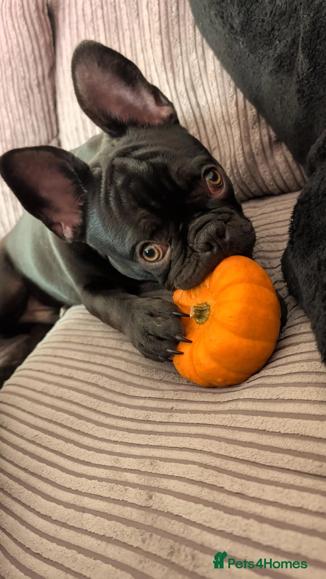 French Bulldog dogs for sale: Rehoming 6 months old Frenchie - Advert 1