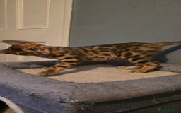 Bengal cats for sale: Registered Pure Bengal READY NOW  - Image 9