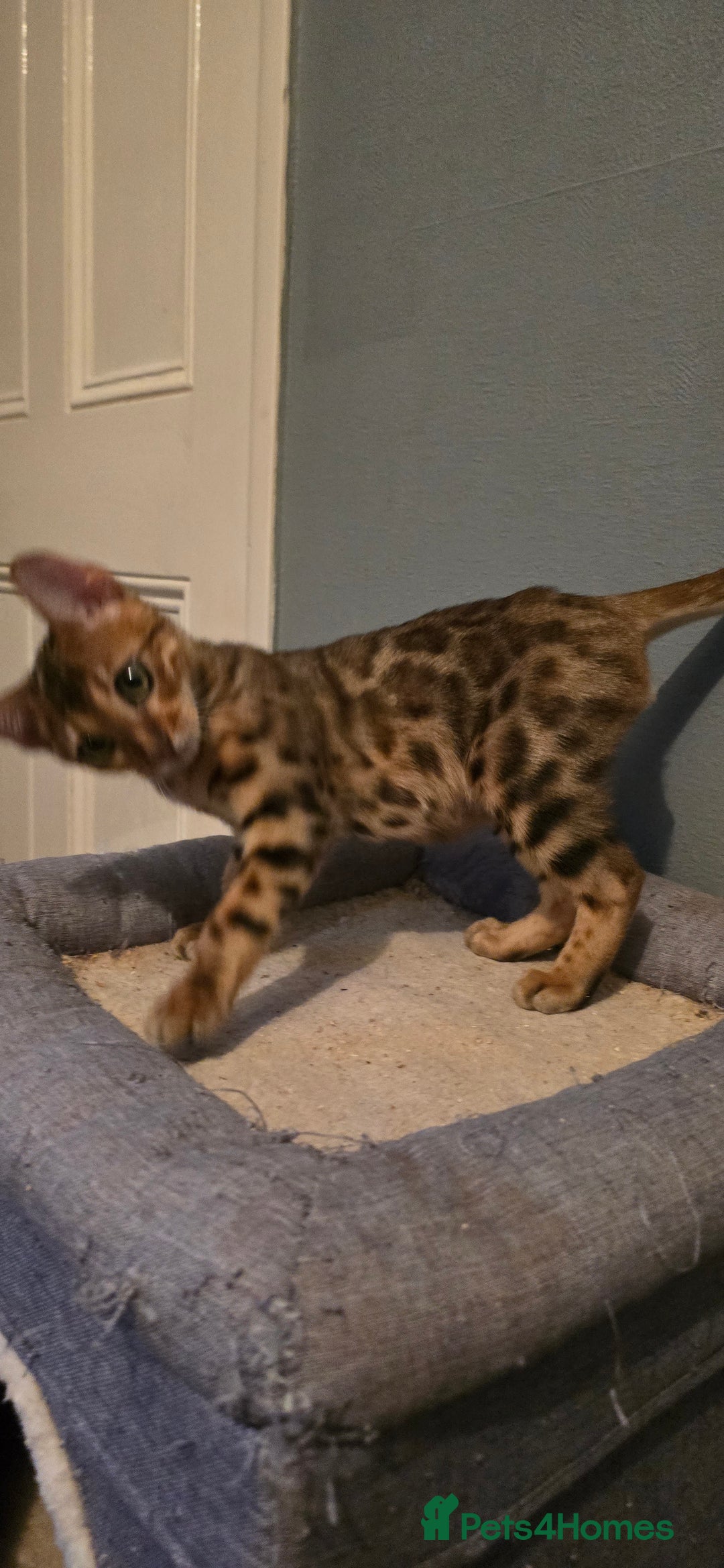 Bengal cats for sale: Registered Pure Bengal READY NOW  - Image 9