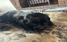 Cocker Spaniel dogs for sale: Blue roan cocker spaniels ready 17th September - Image 22
