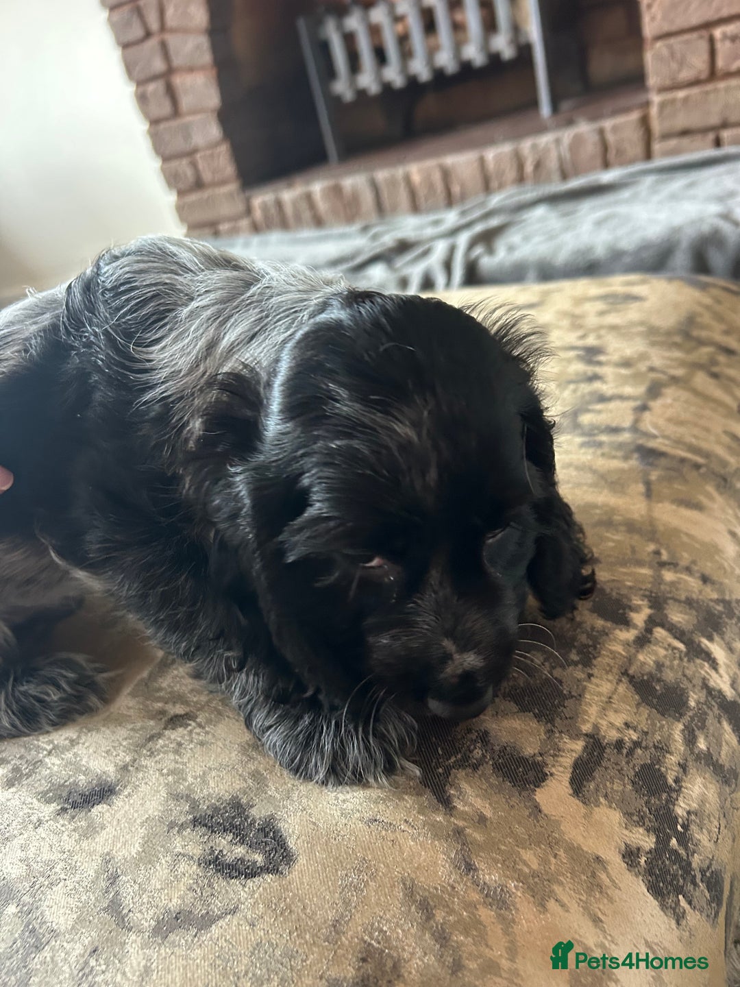 Cocker Spaniel dogs for sale: Blue roan cocker spaniels ready 17th September - Image 22