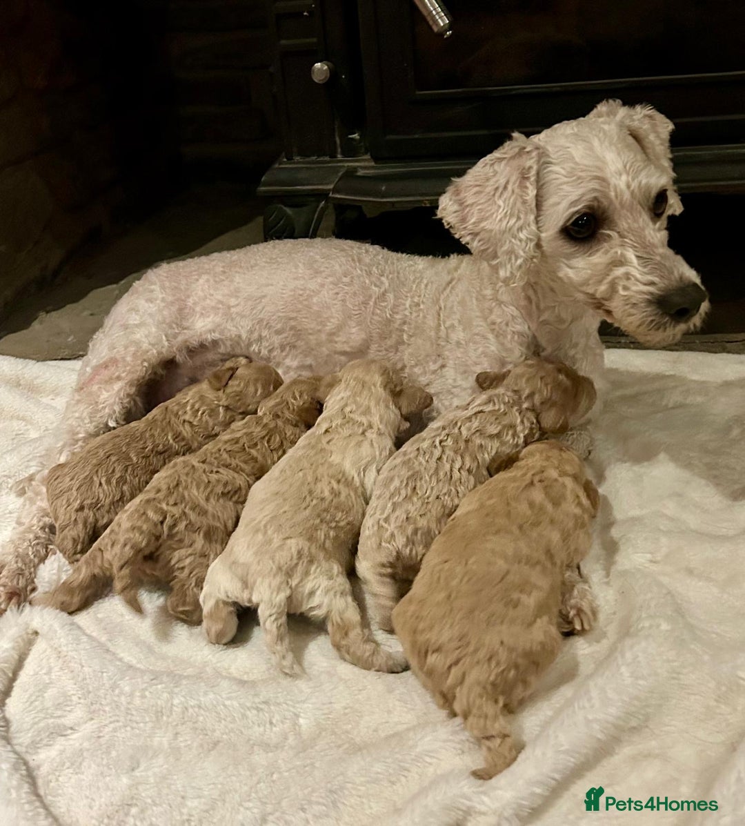 Poochon dogs for sale: Beautiful F1 Poochon puppies - Advert 1