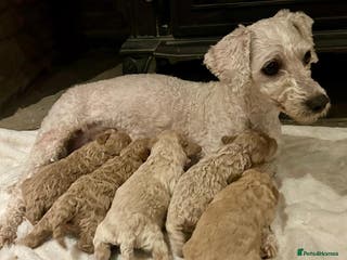 Poochon dogs Beautiful F1 Poochon puppies - Advert 5