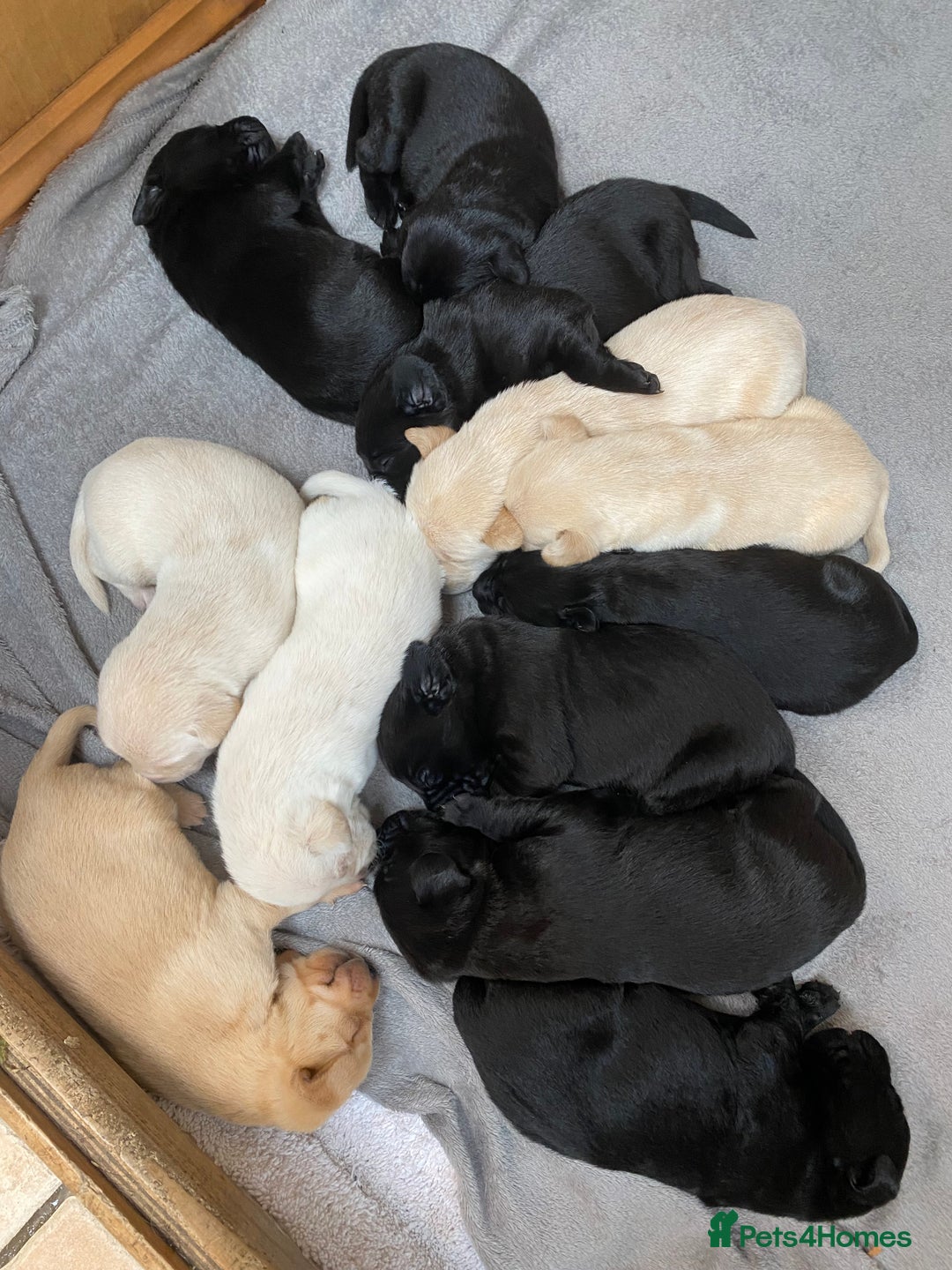 Labrador Retriever dogs for sale: Stunning Labrador Puppies - Image 17