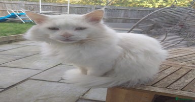 Maine Coon cats - Advert 8