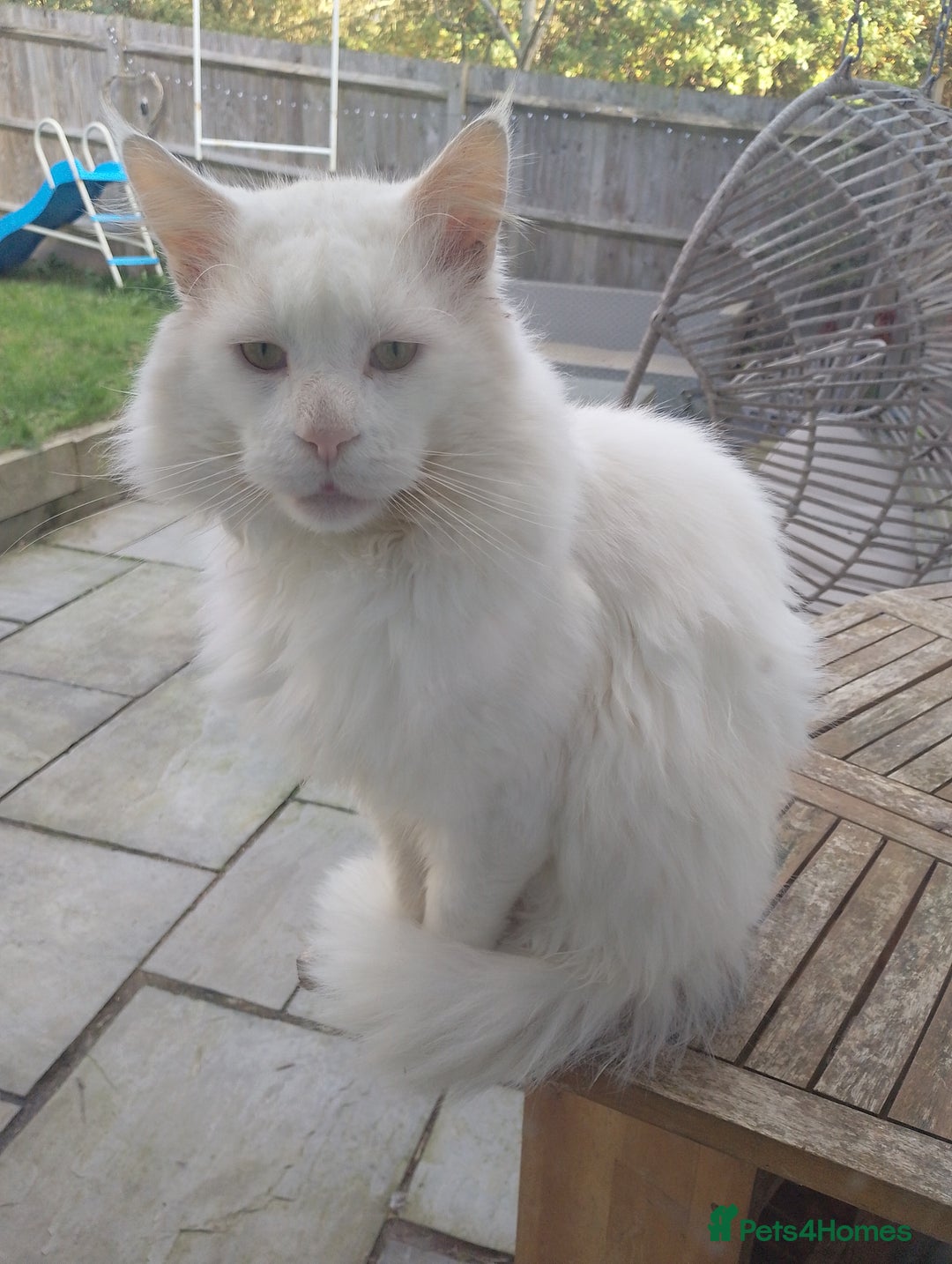 Maine Coon cats for sale: Maine Coon Pair  - Advert 2