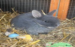Netherland Dwarf rabbits for sale: 6 x netherland dwarfs for sale  - Image 4