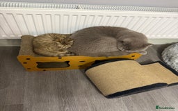 British Shorthair cats for sale: Beautiful British short hair kittens  - Advert 8