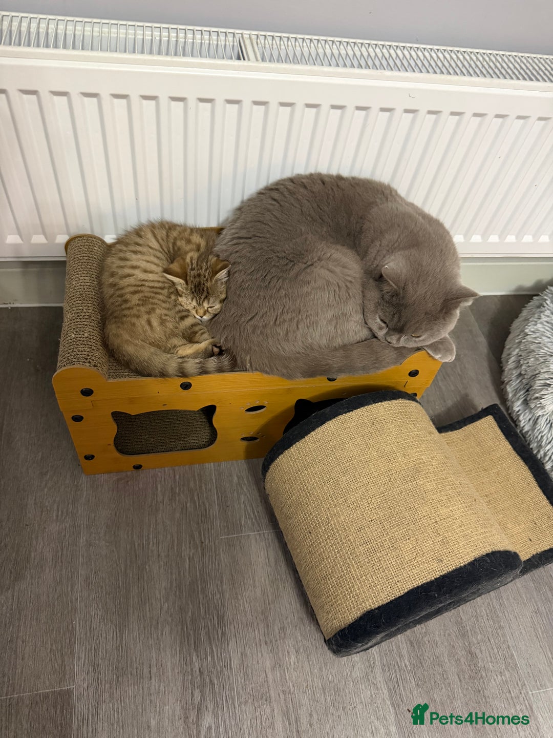 British Shorthair cats for sale: Beautiful British short hair kittens  - Advert 8