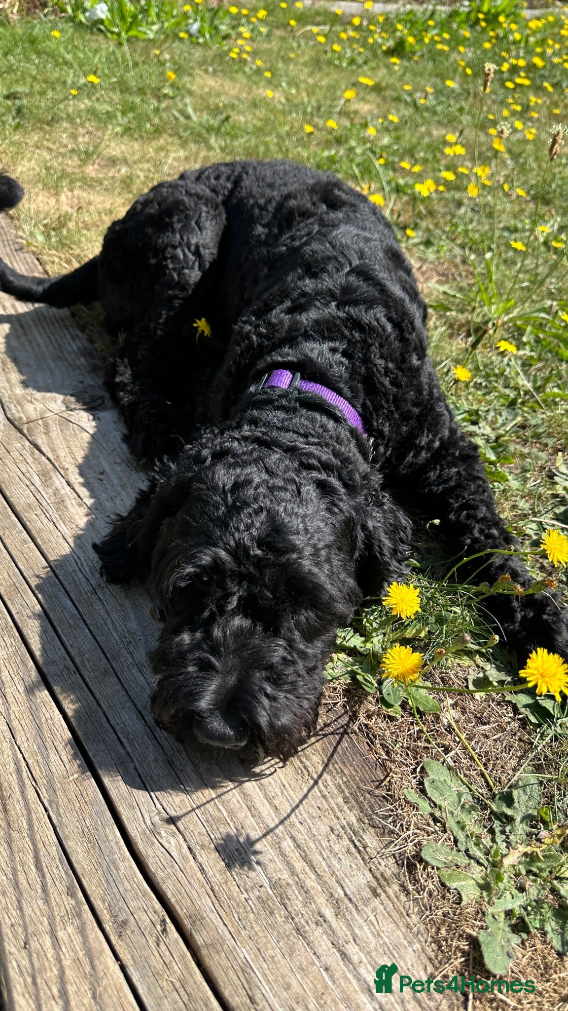 Cockapoo dogs Marley- Male cockapoo 3 yrs - Advert 1