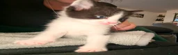 Mixed Breed cats for sale: Short haired female - Advert 11