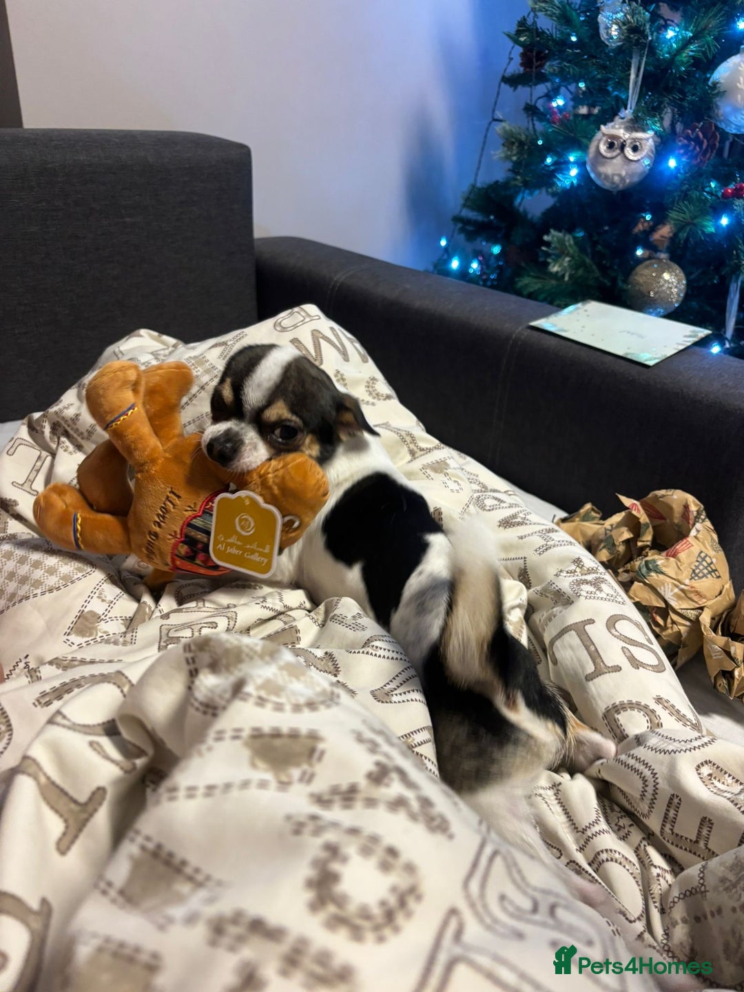 Chihuahua dogs for stud: Charming Male Chihuahua Available for Stud! - Advert 5