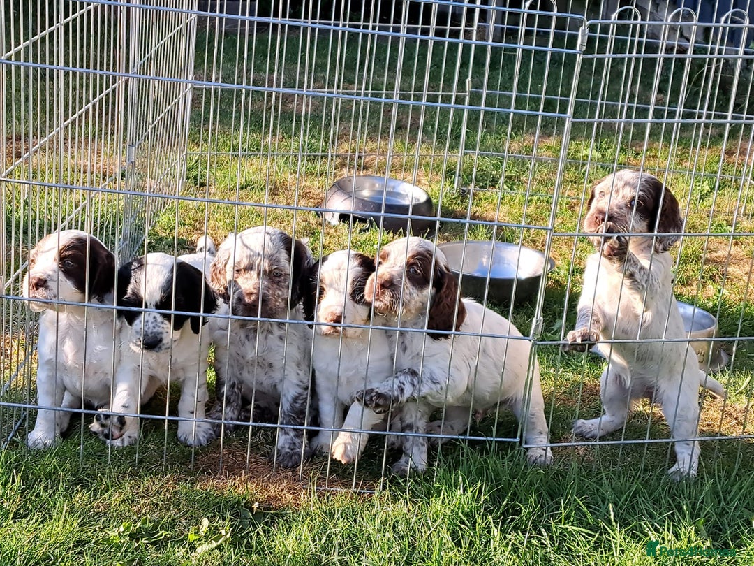 Cocker Spaniel dogs for sale: Working Cocker Spaniel Puppies  - Image 12