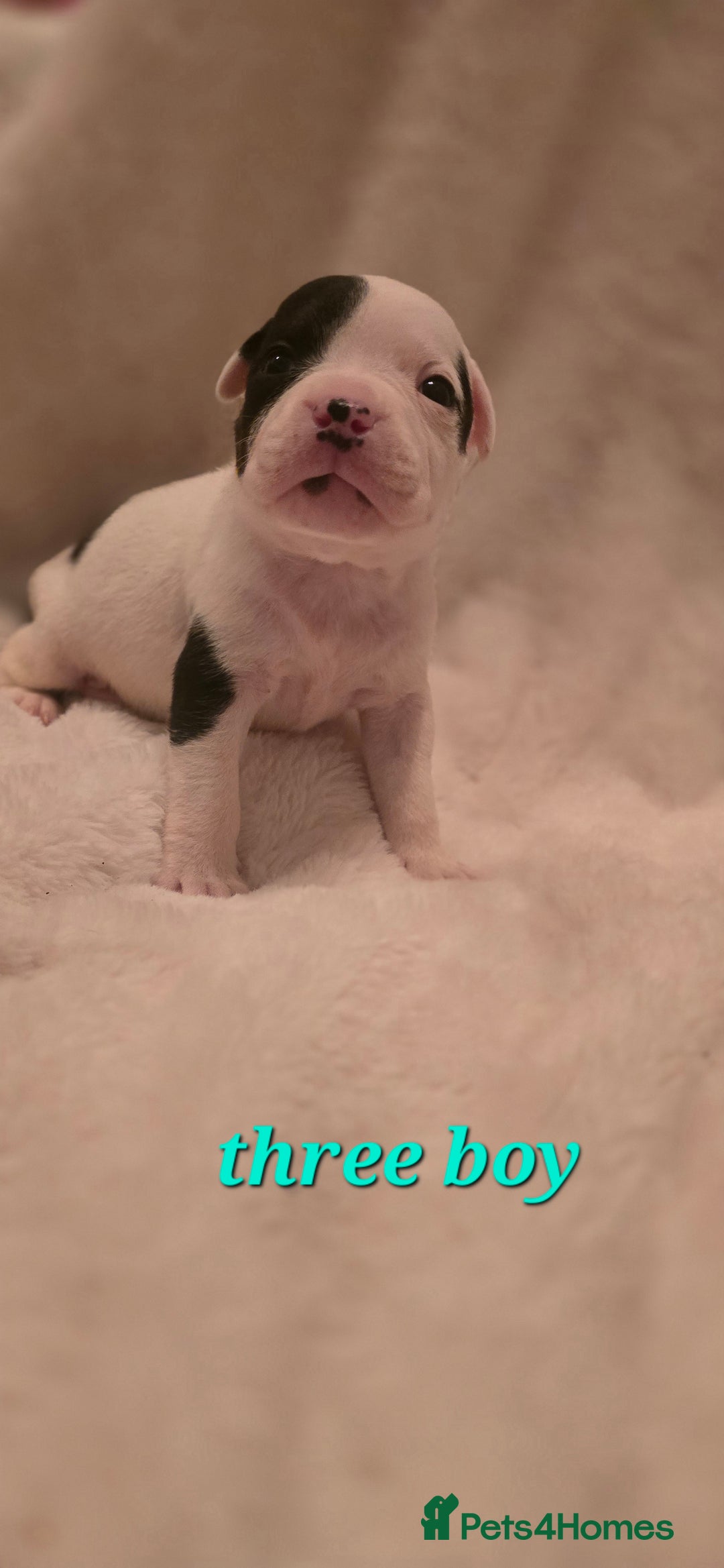 Mixed Breed dogs for sale: Olde english × staffie pups  - Advert 10
