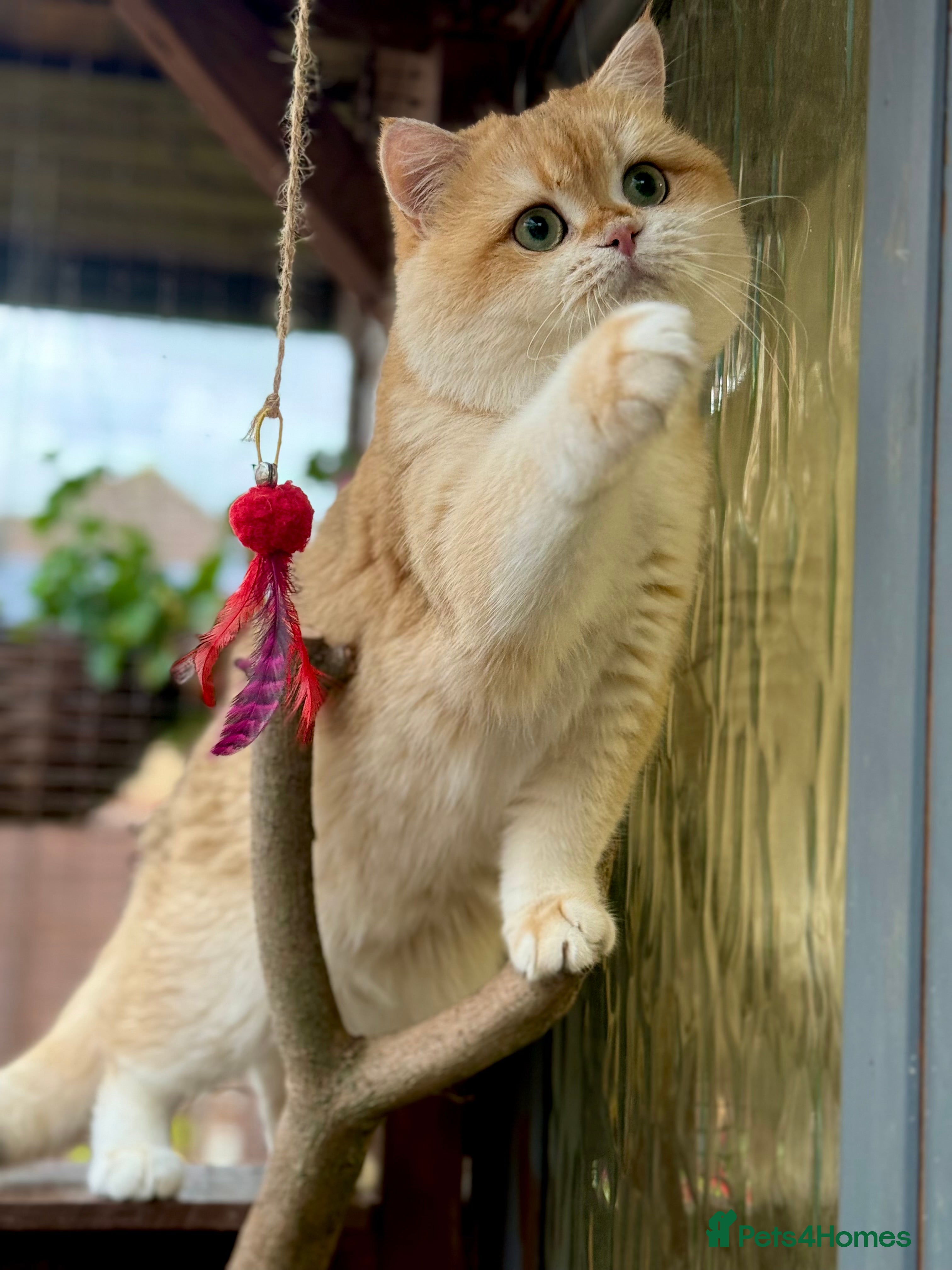 British Shorthair cats BSH NY12 STUD GCCF and TICA registered  in Ipswich - Advert 14