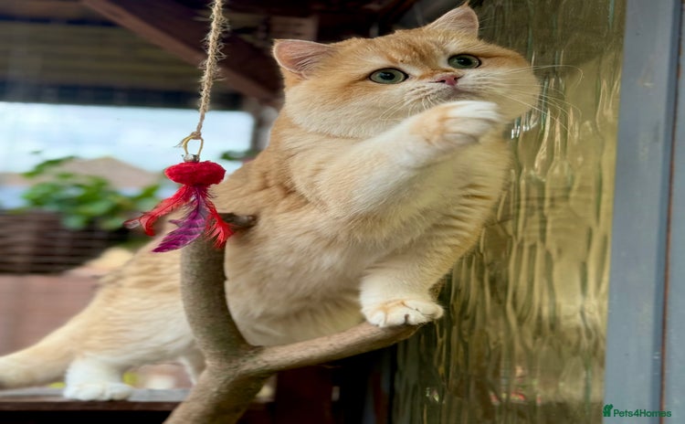 British Shorthair cats BSH NY12 STUD GCCF and TICA registered  in Ipswich - Advert 6