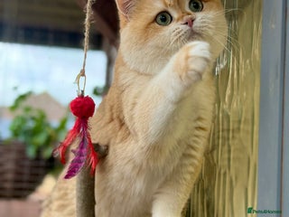 British Shorthair cats BSH NY12 STUD GCCF and TICA registered in Ipswich - Advert 17