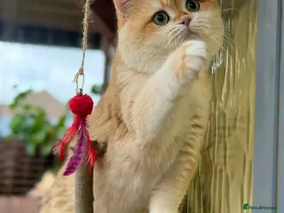 British Shorthair cats BSH NY12 STUD GCCF and TICA registered in Ipswich - Advert 10