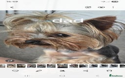 Yorkshire Terrier dogs for sale: Tiny gorgeous baby boys - Image 25