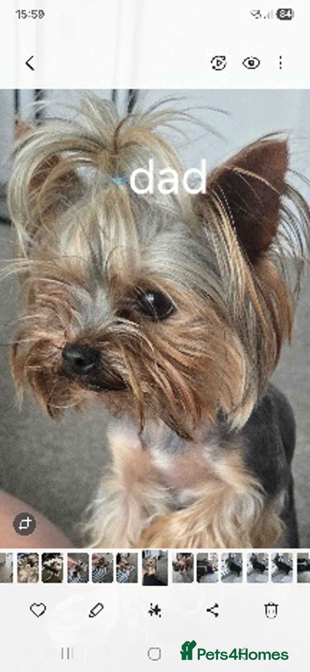 Yorkshire Terrier dogs for sale: Tiny gorgeous baby boys - Image 25