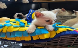 Tonkinese cats for sale: Registered, pedigree 1st generation,  VET checked  - Image 3