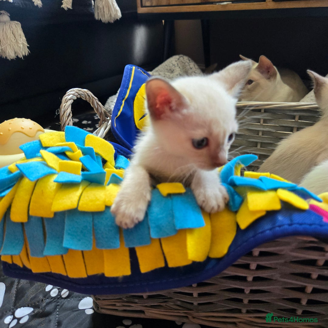 Tonkinese cats for sale: Registered, pedigree 1st generation,  VET checked  - Image 3