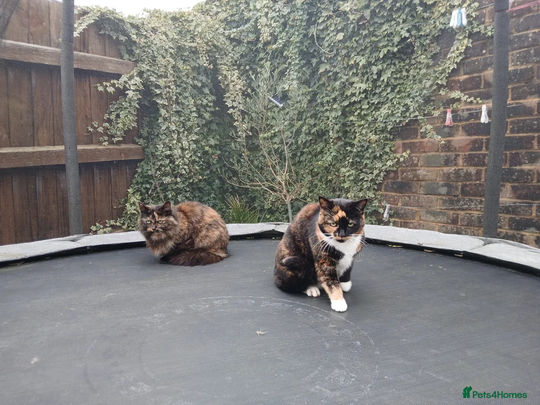 Mixed Breed cats for sale: Sister cats for sale - Advert 2