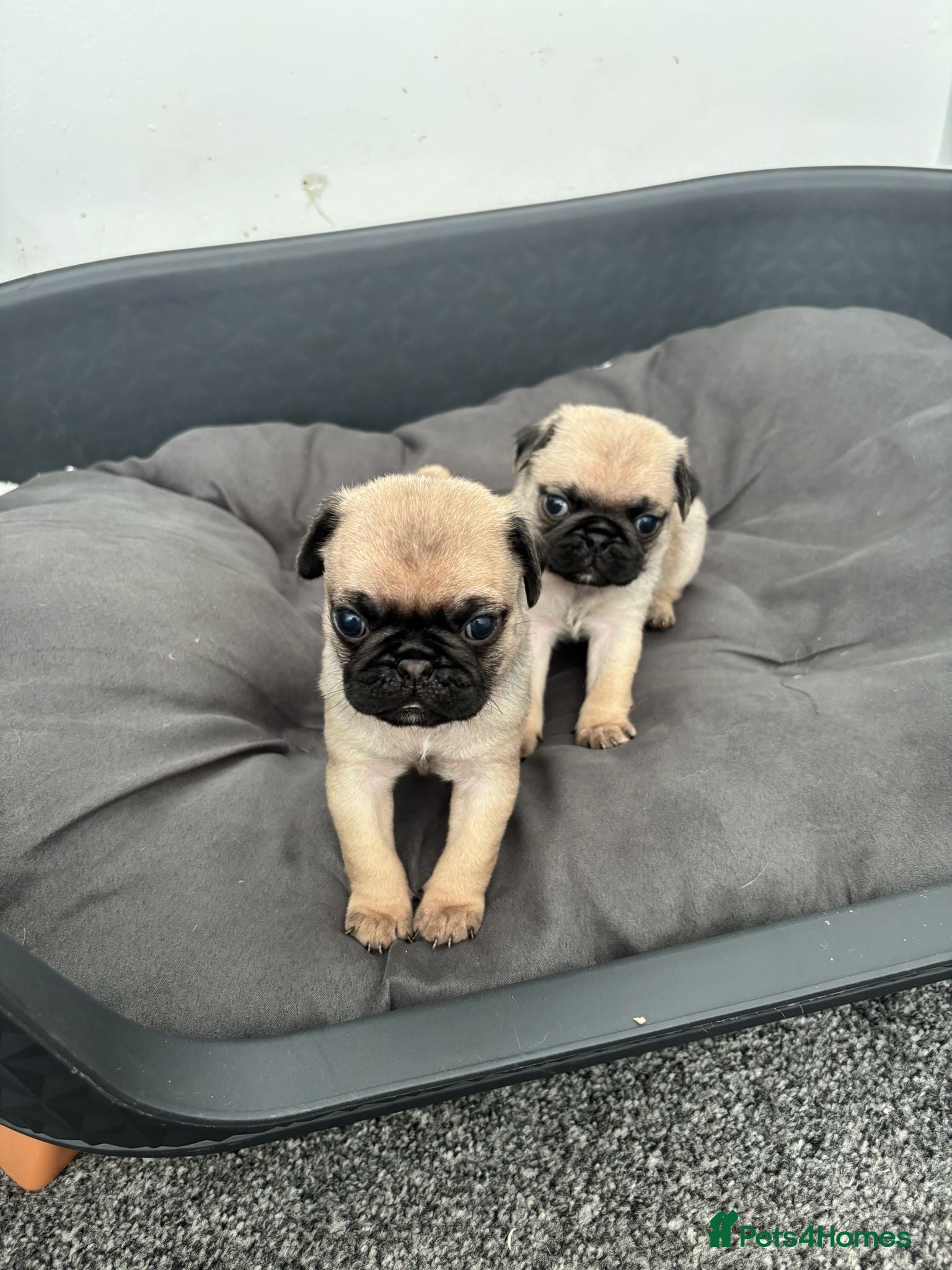 Pug dogs Two Pug Puppy’s Left For Sale  - Advert 1