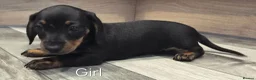 Dachshund dogs for sale: 5 Beautiful Dachshund Pups in Doncaster - Advert 3