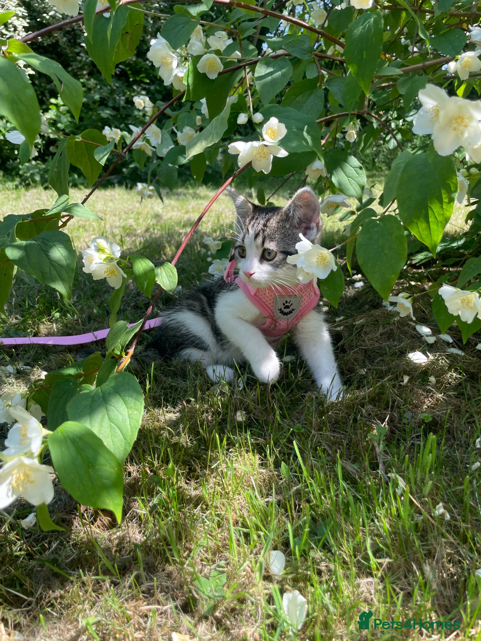 Mixed Breed cats The Most Adorable Baby Girl Kitten🎀  - Advert 6