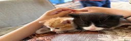 Mixed Breed cats for sale: Three beautiful mixed breed kittens. - Advert 3