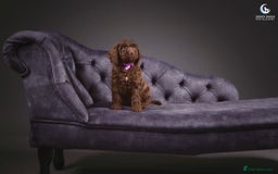 Cockapoo dogs for sale: **Ready Now**Miniature F1B Cockapoos  - Image 3