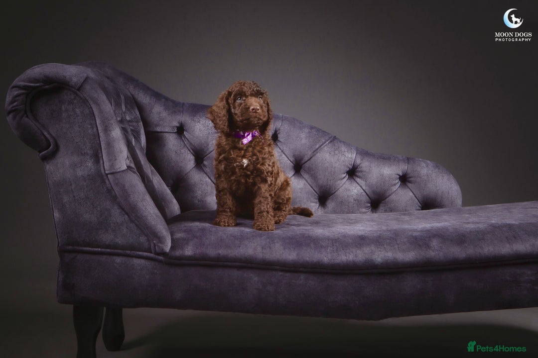 Cockapoo dogs for sale: **Ready Now**Miniature F1B Cockapoos  - Image 3
