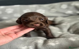Cocker Spaniel dogs for sale: Cocker spaniel puppies  in Peterlee - Image 10