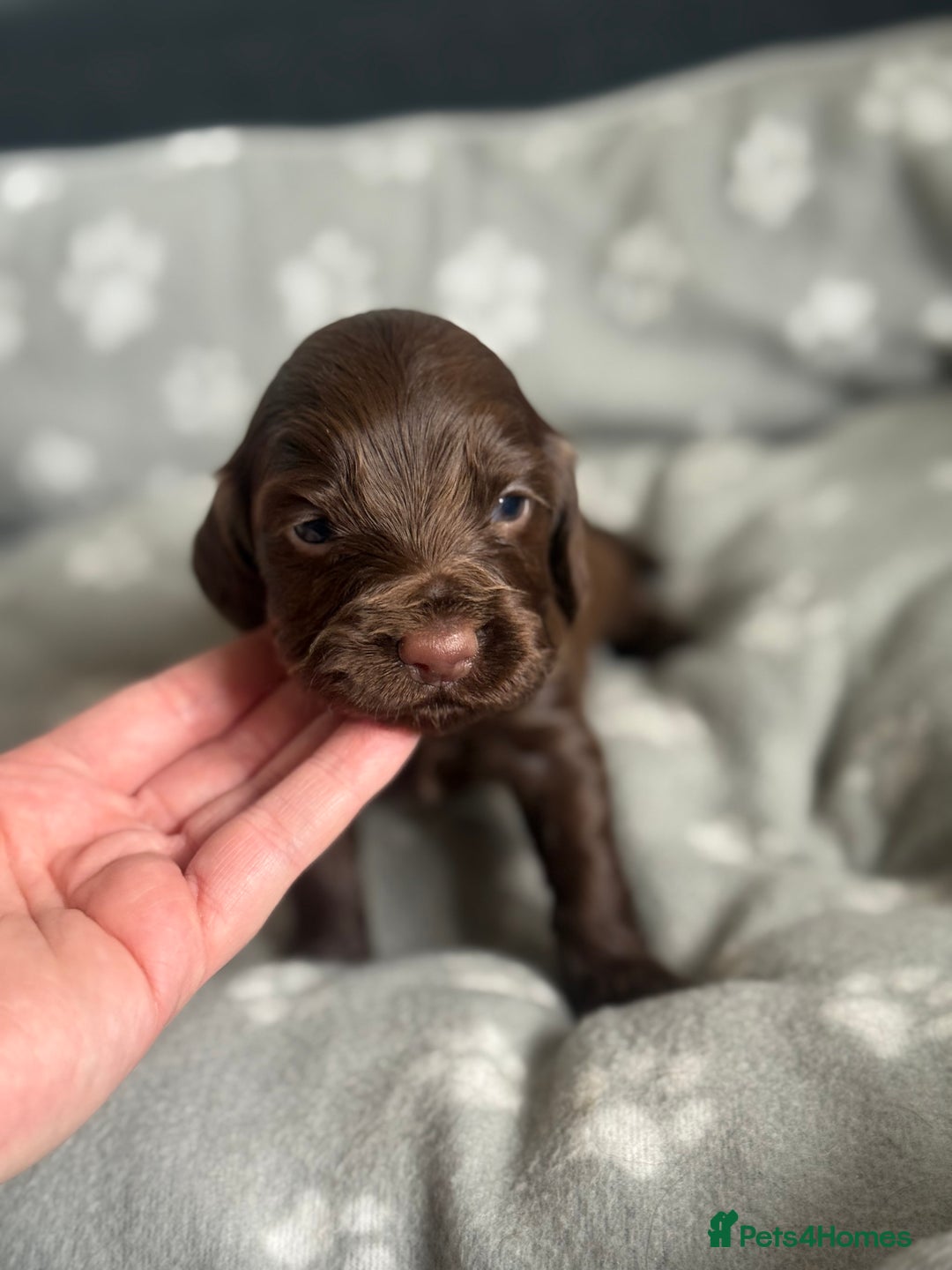 Cocker Spaniel dogs for sale: Cocker spaniel puppies  in Peterlee - Image 10