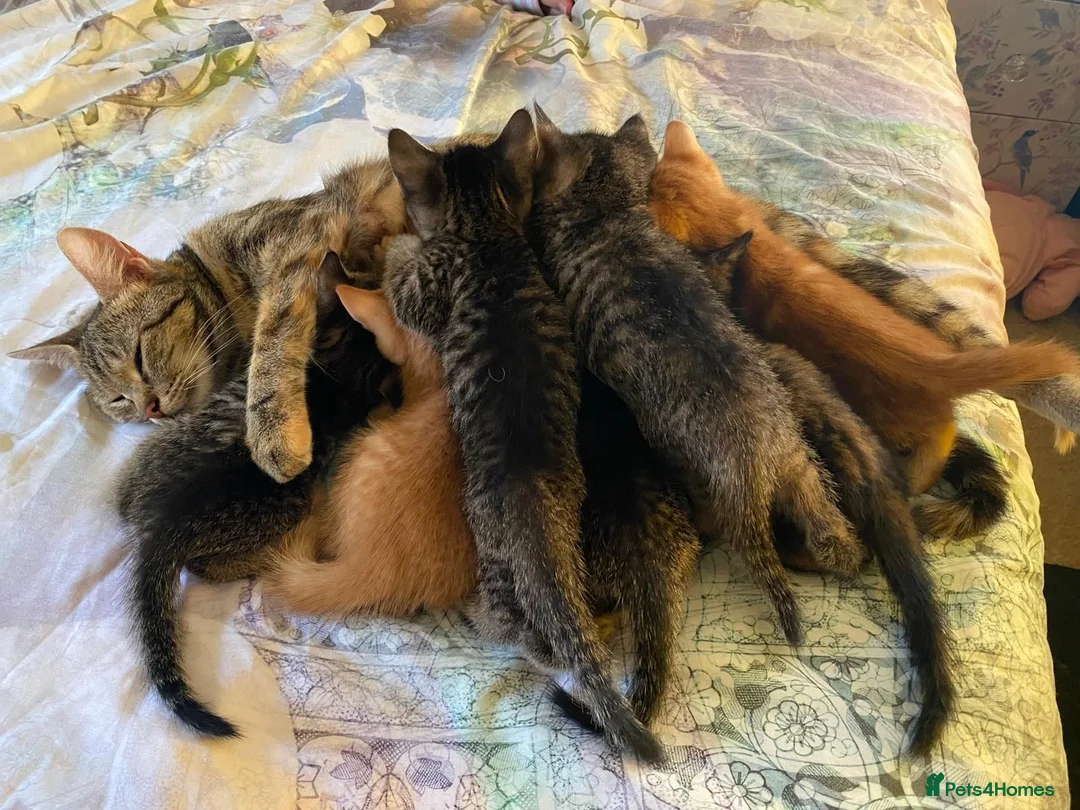 Domestic Shorthair cats for sale: Female Tabby Domestic Shorthair Kitten - Advert 1