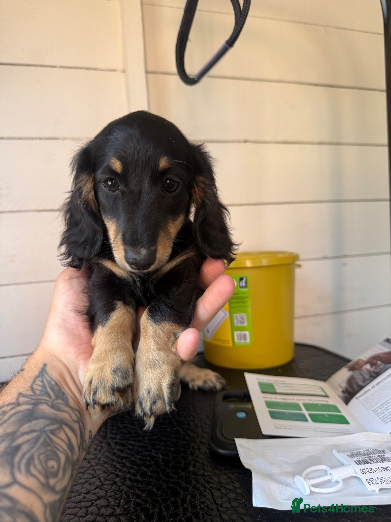 Miniature Dachshund dogs 🐾KC registered miniature dashunds now reduced 🐾 - Advert 18