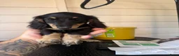 Miniature Dachshund dogs for sale: 🐾KC registered miniature dashunds now reduced 🐾 - Advert 2