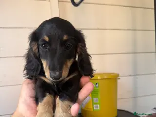 Miniature Dachshund dogs 🐾KC registered miniature dashunds now reduced 🐾 - Advert 18