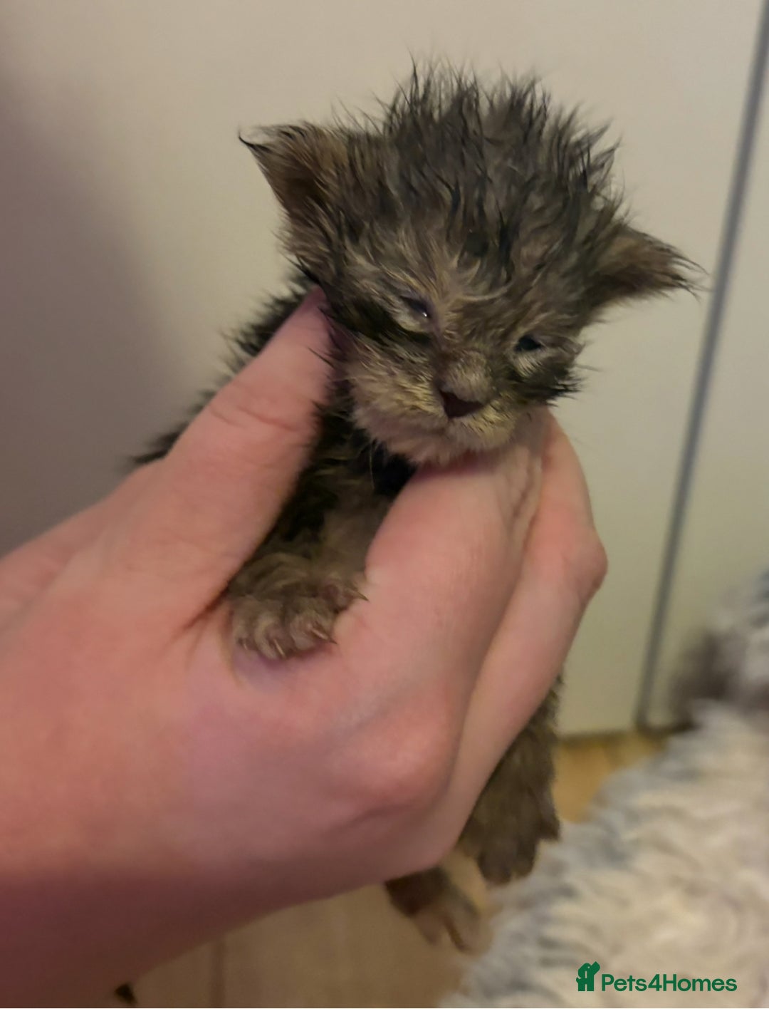 Maine Coon cats for sale: STUNNING SILVER MAINE COON BOYS  - Advert 1