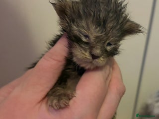 Maine Coon cats STUNNING SILVER MAINE COON BOYS - Advert 9