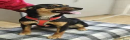 Mixed Breed dogs for adoption: ❤️🐶 PENNY – A WHOLE WORLD OF HAPPINESS! 🐶❤️ in Folkestone - Advert 3