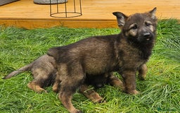 German Shepherd dogs for sale: German Shepherd Puppies – Working Line - Image 24
