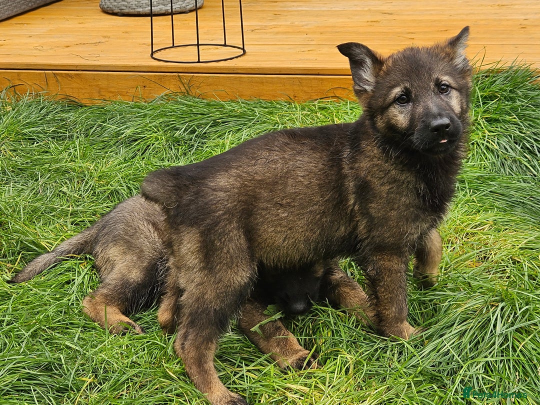 German Shepherd dogs for sale: German Shepherd Puppies – Working Line - Image 24