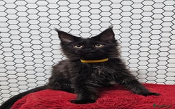 Maine Coon cats for sale: Pure breed Maine Coons Kittens  - Image 2