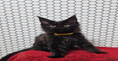 Maine Coon cats - Advert 6